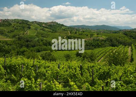 Slovénie, région littorale, Goriska Brda (collines de Gorizia), vues sur les vignobles de la région de Dobrovo, Banque D'Images