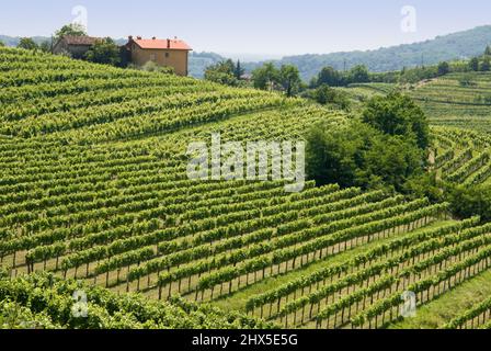 Slovénie, région littorale, Goriska Brda (collines de Gorizia), vues de près de Medana Banque D'Images
