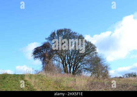 Un seul arbre au sommet d'une colline de craie dans les North Downs de Kent près de Shoreham, début mars, fin de l'hiver. Temps équitable Banque D'Images