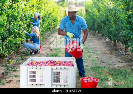 Jardinier afro-américain qui renflent des prunes dans une grande caisse Banque D'Images