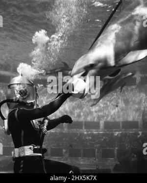 Troisième de huit -- rien de timide au sujet de ce marsouin amusant comme il prend le ballon du plongeur Jake Jacobs. Ces mammifères intelligents affichent ***** intelligence et plaisir dans la performance ***** de leur public. Ils sont ***** Du Marineland de la ***** . 18 mars 1955. (Photo de United Press Association). Banque D'Images