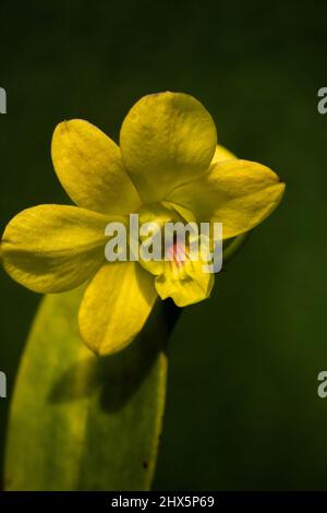 Gros plan d'une belle orchidée de couleur jaune qui fleuit le matin Banque D'Images