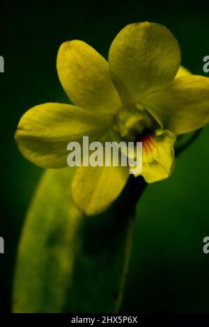 Gros plan d'une belle orchidée de couleur jaune qui fleuit le matin Banque D'Images