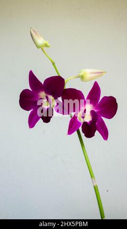 Gros plan belle photo d'une orchidée violette en fleurs dans un fond blanc Banque D'Images