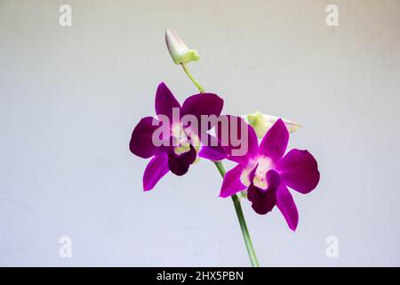 Gros plan belle photo d'une orchidée violette en fleurs dans un fond blanc Banque D'Images