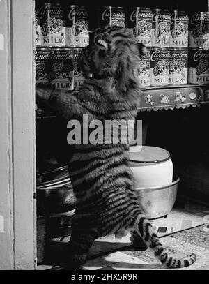 Tigre Cubs élevés à la maison : comme tout chaton curieux, Rajpur enquête placard et est confronté à l'approvisionnement en lait. Après avoir regardé, il s'est relevé, a délicatement frappé quelques boîtes de conserve. Jenny, un tigress du New York Zoological Park dans le Bronx, a récemment eu trois petits. Ils pesaient 2 1/2 livres chacun, mesuraient 20 pouces de long du nez à la queue et, tout naturellement, étaient sans défense comme des chatons. Parce que les tigres du Bengale en captivité refusent souvent d'allaiter leur jeune, Mme Fred Martini, une femme de gardien de lion, a pris les petits à la maison et les a élevés. Le travail l'a gardée occupée. Lorsqu'ils ne les nourrissent pas, leur trois heures Banque D'Images