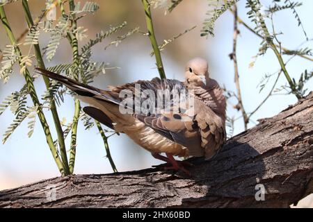 La colombe en deuil ou Zenaida macroura en prêchant sur une branche d'arbres au parc d'oasis des vétérans en Arizona. Banque D'Images