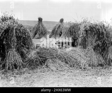 Les derniers jours de l'armée britannique sur le Rhin : une section de mitrailleuse des Fusiliers royaux dans une pile de seigle lors de manoeuvres sur le Rhin près de Wesbaden. L'évacuation du Rhin doit commencer le mois prochain. 23 août 1929. Banque D'Images