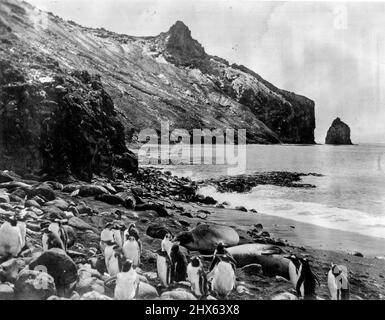 La paix après la tempête: Un coin de charme de la plage de cobbly hemmed par le bluff sauvage de point Kosmos, l'île de possession (Crozet Group), photographié pendant un lull entre les tempêtes. Une coterie de Gentoo Penguins et d'éléphants de mer profitent du beau temps pour faire un peu de bronzage. 13 février 1930. (Photo du capitaine Frank Hurley, The Herald Feature Service). Banque D'Images