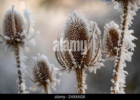 Beau gros plan de thé sauvage séché ou de cuillerée à thé de Fuller (Dipsacus fullonum), une plante à fleurs avec une tête de fleur semblable à du chardon, recouverte de glace Banque D'Images