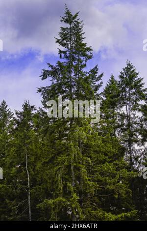 arbres vert profond et vif contre un ciel bleu vif Banque D'Images