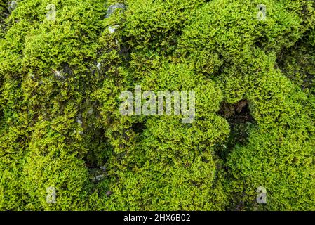 Gros plan plein cadre de mousse verte fraîche qui pousse sur des rochers, convient comme texture de fond naturelle, forêt de Teutoburg, Allemagne Banque D'Images