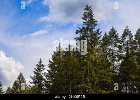 sommet d'arbre vert foncé contre ciel bleu Banque D'Images