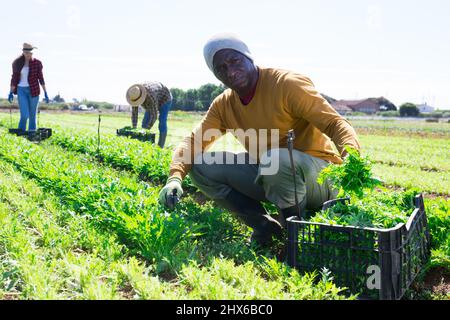 Travailleur afro-américain récoltant du mizuna vert (Brassica rapa nipposinica laciniata) dans le jardin Banque D'Images