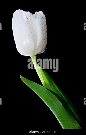 Jardin tulipe, Trädgårdstulpan (Tulipa gesneriana) Banque D'Images