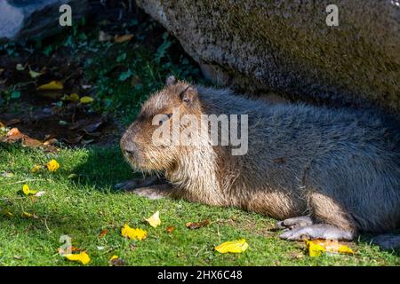 Une grande fourrure de Capybara à Tucson, Arizona Banque D'Images