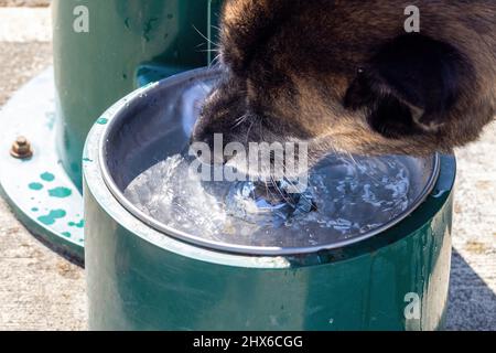 grand boxeur husky mélange chien boire à partir d'une fontaine publique Banque D'Images