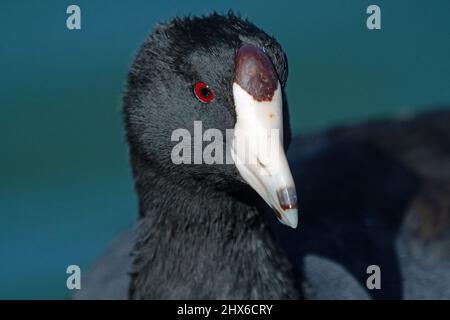 Foulque d'Amérique (Fulica americana) Banque D'Images