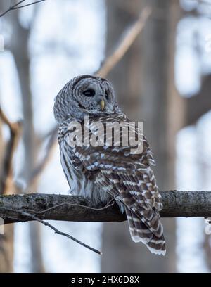 Hibou barré pour adulte perché sur la branche Banque D'Images