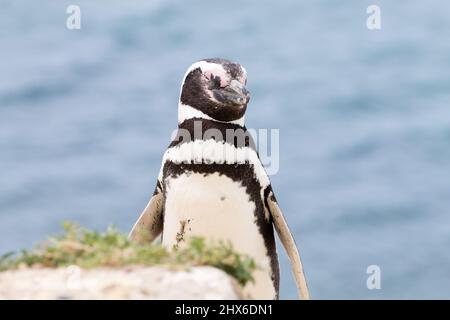 Serin cini de Caleta Valdes colonie de pingouins, Patagonie, Argentine. La faune de l'Argentine Banque D'Images