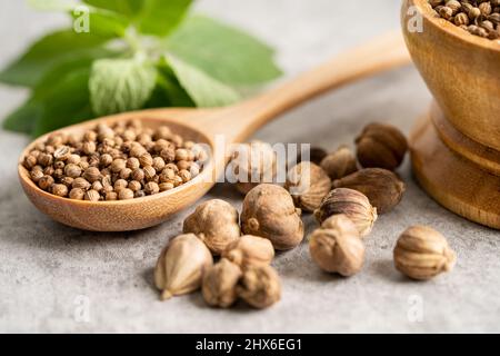 Coriandre et siam cardamome (Amomum krervanh Pierre), Asie sec épices herbe pour la drogue et la cuisine thaïlandaise pour la bonne santé. Banque D'Images