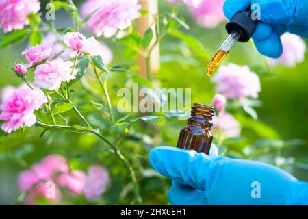 Scientifiques médecin tenant une bouteille d'huile d'herbe de rose plante pour la peau et le produit de parfum, le dosage de gouttelettes, la biologie et l'écologie alternative médecine de la nature. Banque D'Images