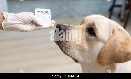 Femme médecin offrant Bravecto chewable tick, puce comprimé à chien. Médecine vétérinaire, animaux de compagnie et de santé concept. Russie, Omsk, 08.07.2021 Banque D'Images