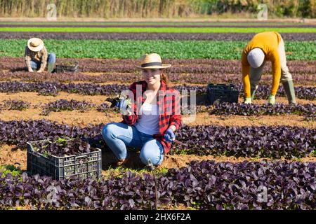 Une agricultrice récolte des épinards rouges dans une plantation Banque D'Images