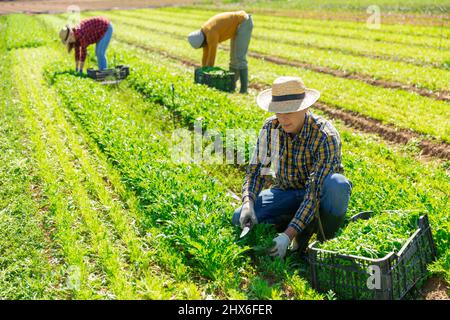 Récolte et pelage de la mizuna verte (Brassica rapa nipposinica laciniata) au champ Banque D'Images