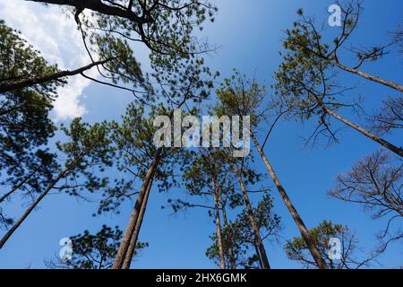 Grand pin au ciel bleu dans le parc national de Phu Kradueng, Thaïlande Banque D'Images