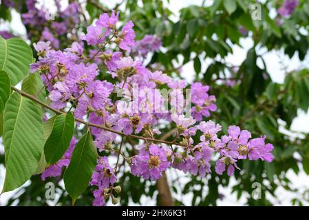 Lagerstroemia originaire de l'Asie tropicale du Sud. C'est un arbre à feuilles caduques avec des fleurs rose vif à violet clair. Banque D'Images