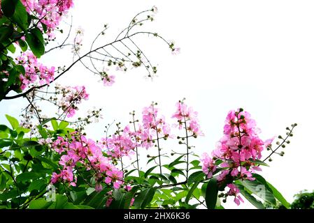 Lagerstroemia originaire de l'Asie tropicale du Sud. C'est un arbre à feuilles caduques avec des fleurs rose vif à violet clair. Banque D'Images