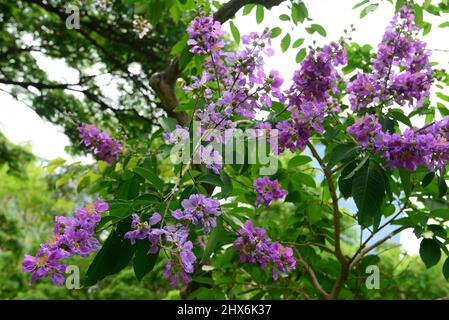 Lagerstroemia originaire de l'Asie tropicale du Sud. C'est un arbre à feuilles caduques avec des fleurs rose vif à violet clair. Banque D'Images