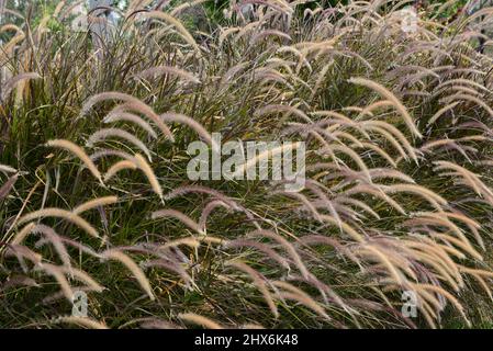 l'herbe de fontaine est spectaculaire lorsqu'elle est rétro-éclairée par le soleil levant ou le coucher du soleil. Nommé pour son pulvérisation particulièrement gracieuse de feuillage, fountaingrass envoie également Banque D'Images