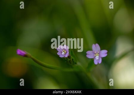 Claytonia sibirica fleurit dans le pré Banque D'Images