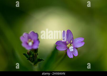 Claytonia sibirica fleurit dans les prairies Banque D'Images