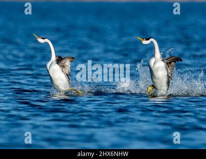 San Francisco, États-Unis. 8th mars 2022. On voit des grebes dans un parc de San Jose, Californie, États-Unis, le 8 mars 2022. Crédit: Dong Xudong/Xinhua/Alay Live News Banque D'Images