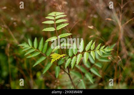 Jeunes de rowan (Sorbus aucuparia, également connu sous le nom de chaîne de montagnes) dans une forêt. Banque D'Images