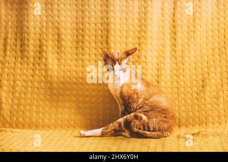 Élégant et amusant Red Ginger Devon Rex Cat posé sur Plaid. Chat à poil court de race anglaise sur fond de Plaid jaune. Animal de compagnie Shorthair Banque D'Images