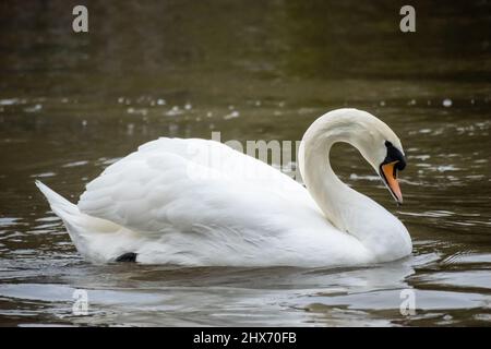 Cygne muet natation Banque D'Images