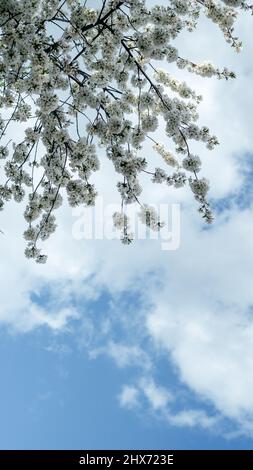 Les branches de cerisier aux fleurs blanches contre le ciel bleu au début du printemps Banque D'Images