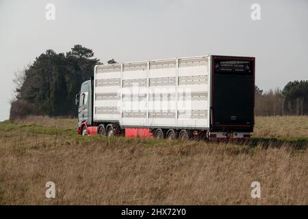 Vue arrière et latérale d'un camion-remorque articulé ventilé argenté transportant le bétail des animaux de ferme à travers la campagne Banque D'Images