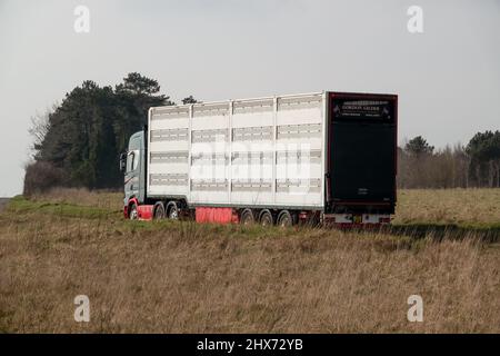 Vue arrière et latérale d'un camion-remorque articulé ventilé argenté transportant le bétail des animaux de ferme à travers la campagne Banque D'Images