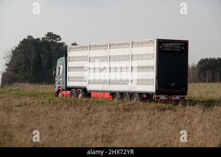 Vue arrière et latérale d'un camion-remorque articulé ventilé argenté transportant le bétail des animaux de ferme à travers la campagne Banque D'Images