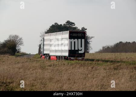 Vue arrière et latérale d'un camion-remorque articulé ventilé argenté transportant le bétail des animaux de ferme à travers la campagne Banque D'Images