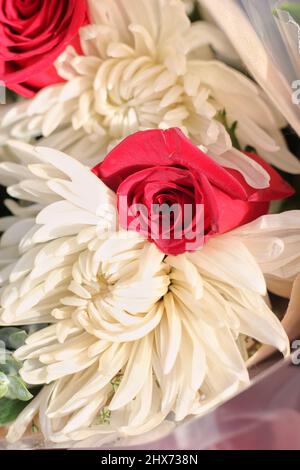 Belle rose rouge vif avec des chrysanthèmes blancs en pleine fleur comme cadeau pour quelqu'un de spécial. Banque D'Images
