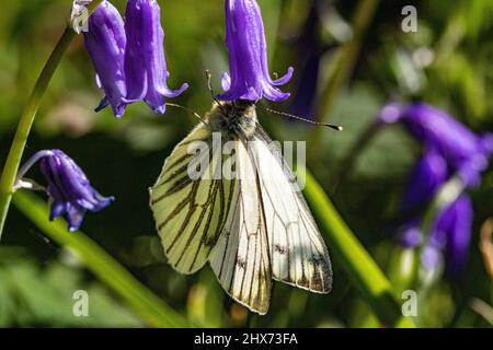 Image colorée d'un papillon blanc verni (Pieris napi) se nourrissant d'une fleur de cloche bleu (jacinthoides non-scripta) au printemps. Banque D'Images