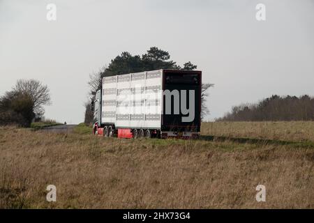 Vue arrière et latérale d'un camion-remorque articulé ventilé argenté transportant le bétail des animaux de ferme à travers la campagne Banque D'Images