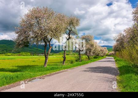 campagne carpathienne au printemps. arbres en fleurs le long de la route se déroulant dans les montagnes lointaines. magnifique paysage rural par une journée ensoleillée. clo Banque D'Images