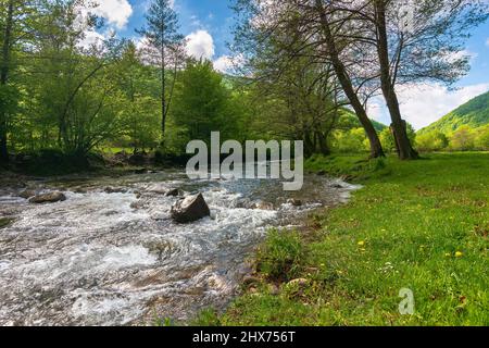 petite rivière de montagne coule à travers la vallée. beau paysage de la nature dans la lumière du matin. arbres sur la côte herbeuse. pâturage pré au loin. Banque D'Images